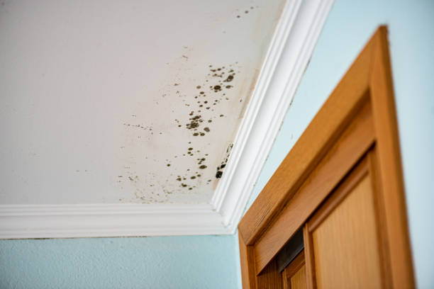 Best Attic Mold Removal  in Palmdale, CA