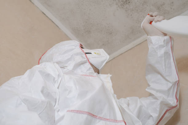 Trusted Palmdale, CA Mold Removal Experts