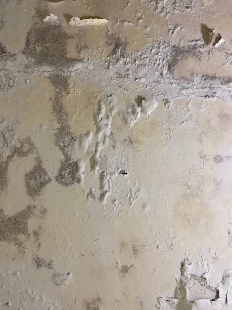 Best Same-Day Mold Removal  in Palmdale, CA