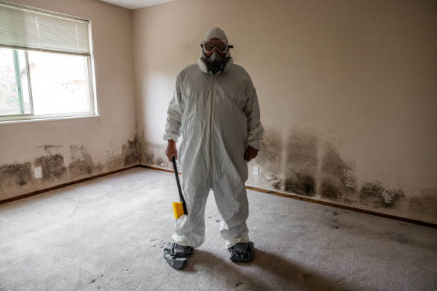 Best Commercial Mold Removal  in Palmdale, CA