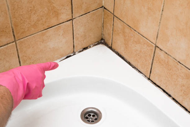 Best Local Mold Removal Service  in Palmdale, CA