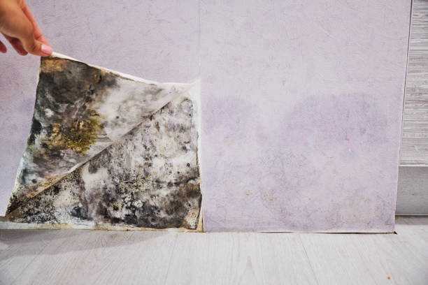 Best Mold Inspection  in Palmdale, CA